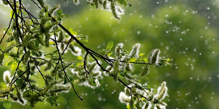 LE FILTRE SPÉCIAL POUR LES PERSONNES ALLERGIQUES