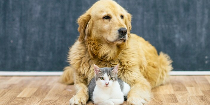LE FILTRE SPÉCIAL POUR LES FUMEURS ET LES PROPRIÉTAIRES D’ANIMAUX DOMESTIQUES